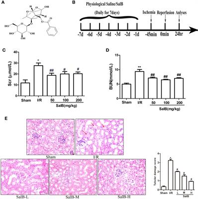 Andrade-Oliveira Salvianolic Acid B Modulates Caspase-1–Mediated Pyroptosis in Renal Ischemia-Reperfusion Injury via Nrf2 Pathway